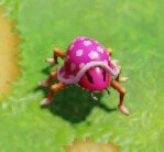 Spiny Beetle
