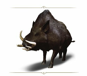 Wild Boar