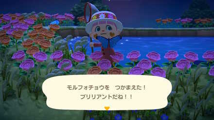 mystery tour island animal crossing ACNH - Island with Hybrid Flowers and Emperor Butterflies