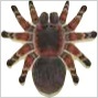 ACNH - Tarantula
