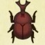 Beetles.jpeg