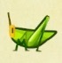 Grasshoppers.jpeg