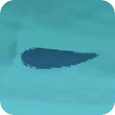 animal crossing new leaf coelacanth shadow