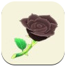 Black Rose Image