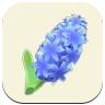 Blue Hyacinth Image