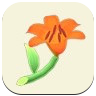 Orange Lily Image