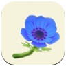 Blue Windflower Image
