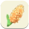 Orange Hyacinth Image