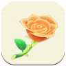 Orange Rose Image