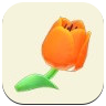 Orange Tulip Image