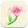 Pink Lily Image