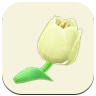 White Tulip Image