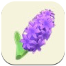 Purple Hyacinth Image