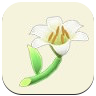 White Lily Icon