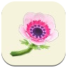 Pink Windflower Image