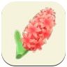 Red Hyacinth Image