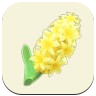 Yellow Hyacinth Image