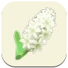 White Hyacinth Image