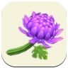Purple Mum Image