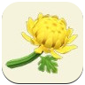 Yellow Mum Icon