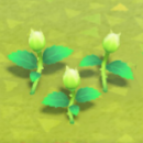 ACNH - The growth of a rose on the second day