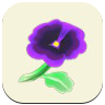 Purple Pansy Image