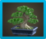 Pine Bonsai Tree Image