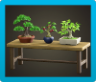 Bonsai Shelf Image