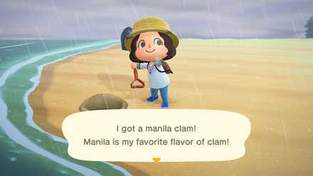 Obtain Manila Clam.jpg