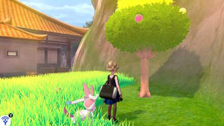 fields of honor white apricorn.jpeg