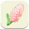 Pink Hyacinth Icon