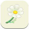 White Cosmos Icon