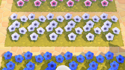 acnh horizons windflowers windflower