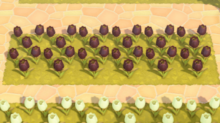 Animal Crossing New Horizons (ACNH) Black Tulip