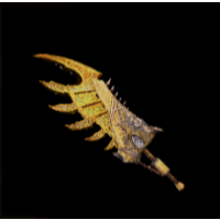 Weapon Image