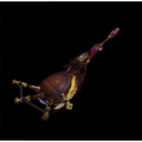 Weapon Image