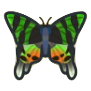 Madagascan Sunset Moth Image