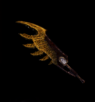 Kulve Taroth Layer Image