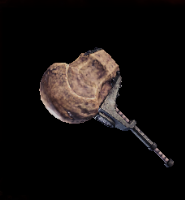 Round Bone Layer Image