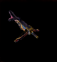 Namielle Layer Image