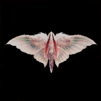 Kinsect Pseudocath III Image