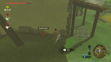 Sunshroom at the back of the lab