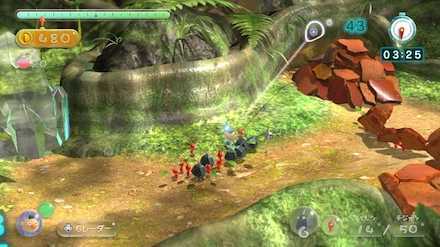 Tropical Forest Image .jpeg