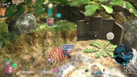 Sunseed Berry #2.jpeg