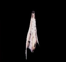 Pink Sacred Veil Pendant.png