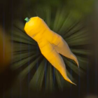 Endura Carrot Icon