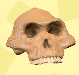 ACNH - Australopith Fossil image