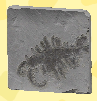 Anomalocaris Image