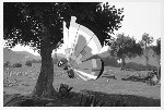 New Pokemon Snap Monochrome Image