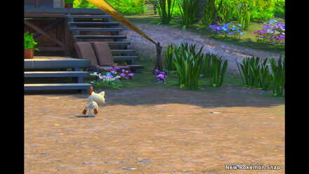 Meowth chasing Rattata.jpg